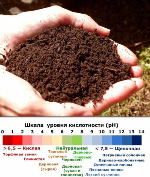 Растение, подобно лакмусовой полоске, изменяет цвет шарообразный соцветий в зависимости от уровня кислотности
