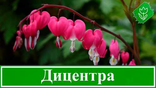 Дицентра: посадка, уход, размножение