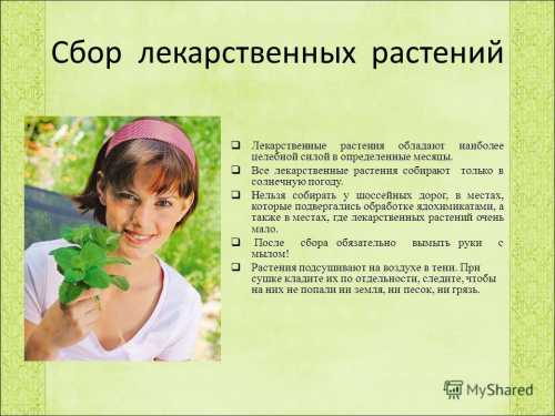 Как правильно заготавливать лекарственные растения
