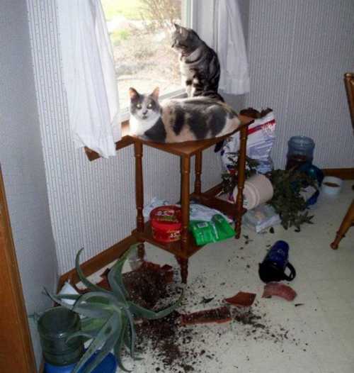 Кошка одна дома