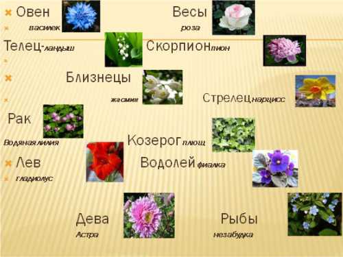 Домашние цветы и ваш знак Зодиака