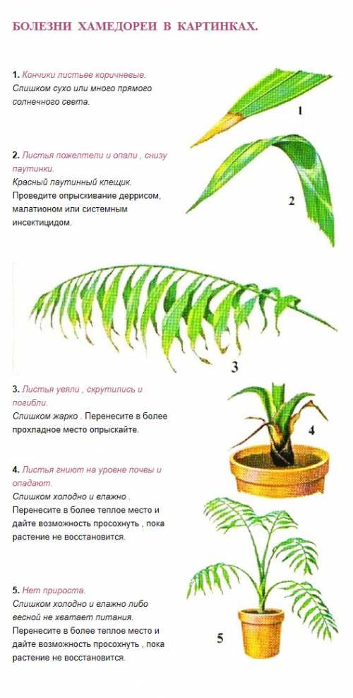 Именно поэтому пересадке лучше использовать высокие, но не широкие кадки
